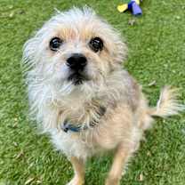 Thumbnail photo of Poppy #2