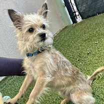 Thumbnail photo of Poppy #3