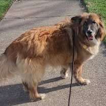 Thumbnail photo of Robin #1