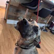 Thumbnail photo of Rex #1