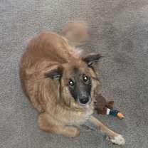 Thumbnail photo of Robin #2