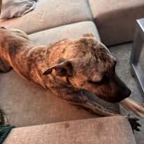 Thumbnail photo of Rex #2