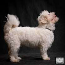 Thumbnail photo of Jasper #4