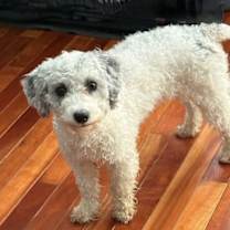 Thumbnail photo of Adele Nov 25 - In Foster in Raleigh, NC #3