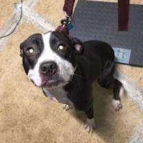 Thumbnail photo of Sadie #1