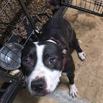 Thumbnail photo of Sadie #2