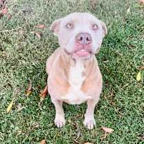 Thumbnail photo of Sula #2