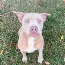 Thumbnail photo of Sula #3