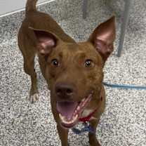 Thumbnail photo of Henny #1