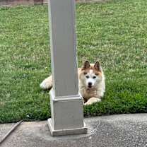 Thumbnail photo of Bamsi #4