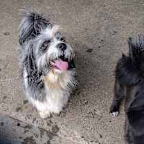 Thumbnail photo of Oscar #3