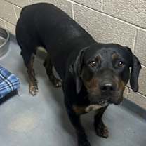 Thumbnail photo of 25-11-3370 Turkey #3