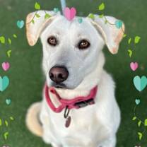 Thumbnail photo of Buttercup(833) #1