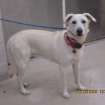 Thumbnail photo of Buttercup(833) #2