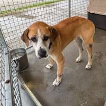 Thumbnail photo of Goldie #1