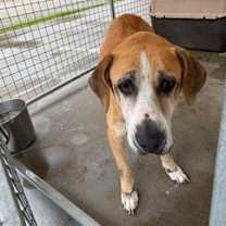 Thumbnail photo of Goldie #2