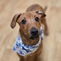 Thumbnail photo of Bear #1