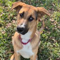 Thumbnail photo of Monster Truck #2