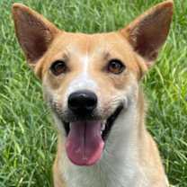 Thumbnail photo of Honey Bunches #2