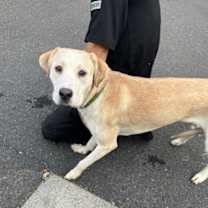 Thumbnail photo of Goldeneye #4