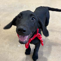 Thumbnail photo of Twister #3