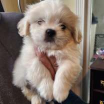 Thumbnail photo of 200 Dodger #1