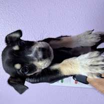 Thumbnail photo of 59883582 #2