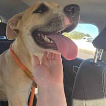 Thumbnail photo of Oakley PRECIOUS GIRL #4