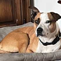 Thumbnail photo of Chauncey #1