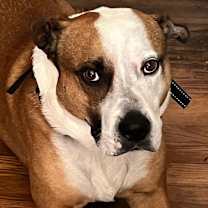 Thumbnail photo of Chauncey #2