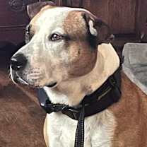 Thumbnail photo of Chauncey #3