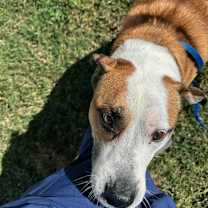 Thumbnail photo of Chauncey #4