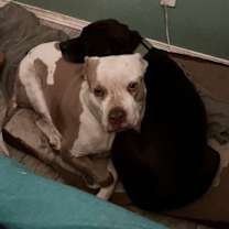 Thumbnail photo of PRETTY #3