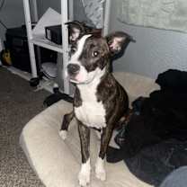 Thumbnail photo of Kuma #1