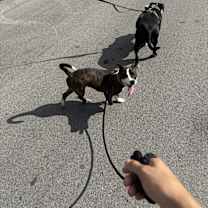 Thumbnail photo of Kuma #2