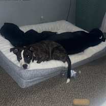 Thumbnail photo of Kuma #3