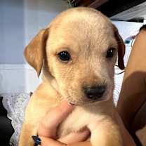 Thumbnail photo of Sparky #3