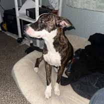 Thumbnail photo of Kuma #4