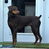 Thumbnail photo of Layla #2