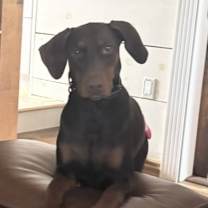 Thumbnail photo of Layla #3