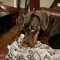 Thumbnail photo of Layla #4