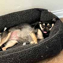 Thumbnail photo of Mocha #2