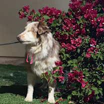 Thumbnail photo of Rosie #2