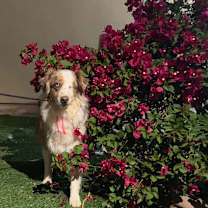 Thumbnail photo of Rosie #3