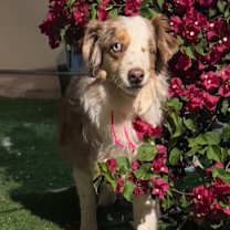 Thumbnail photo of Rosie #4