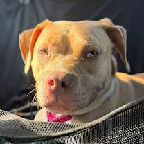 Thumbnail photo of Cranberry #4