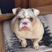 Thumbnail photo of Stella #1