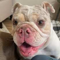 Thumbnail photo of Stella #2