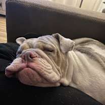 Thumbnail photo of Stella #3