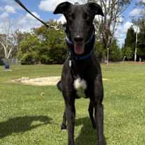 Thumbnail photo of Bobby #3